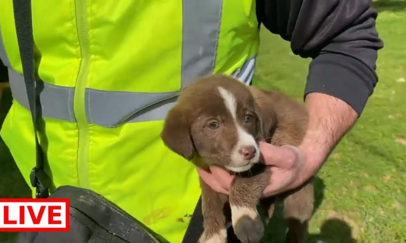 Friends found 2 puppies abandoned closeclose to the rubbish area and they called me to help them