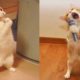 Funniest Dogs And Cats - Best Of The 2022 Funny Animal Videos #4