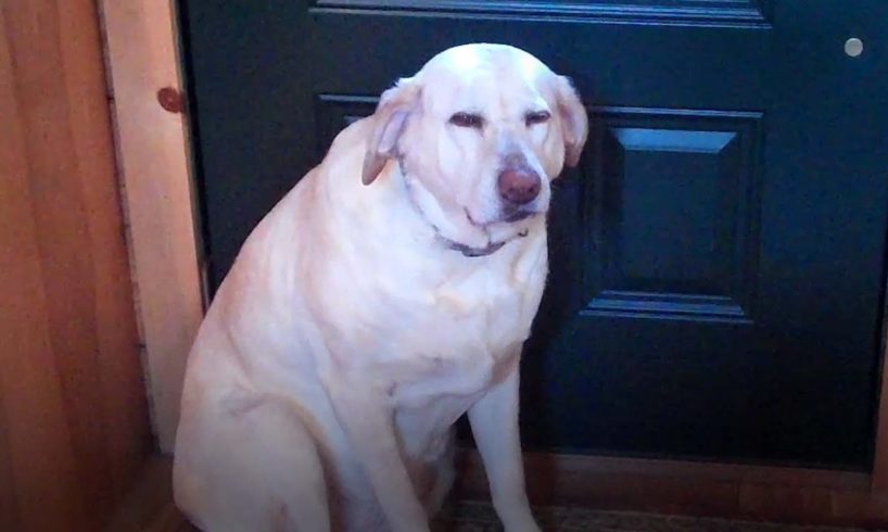 🤣 Funniest 🐶 Dogs - Awesome Funny Pet Animals Videos 😇