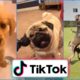 Funniest Dogs of TikTok ~ Try not to Laugh ~ Cutest Puppies ~Doggos TikTok Compilation ! #8