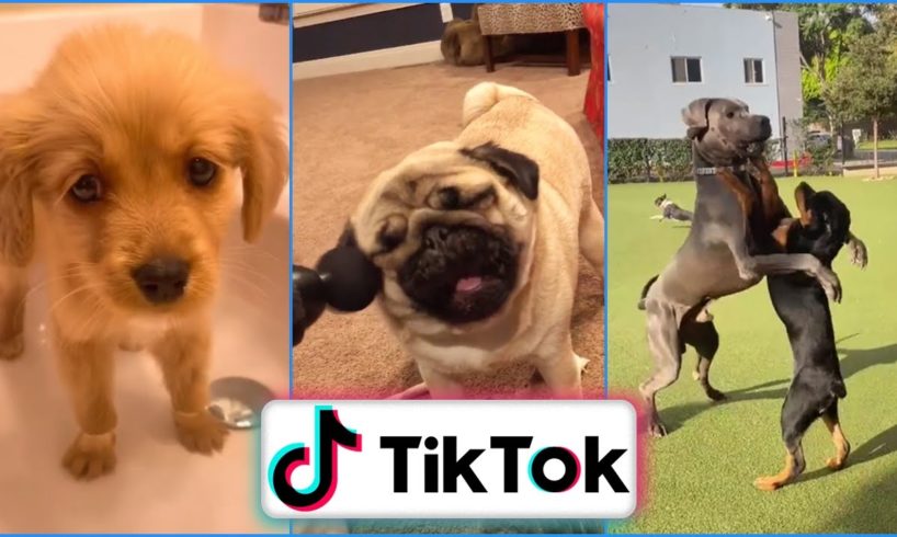 Funniest Dogs of TikTok ~ Try not to Laugh ~ Cutest Puppies ~Doggos TikTok Compilation ! #8