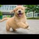 Funniest & Cutest Golden Retriever Puppies - 30 Minutes of Funny Puppy Videos 2022 #1