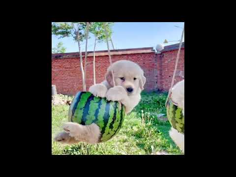 Funniest & Cutest  Puppies | Cute Animal Ark