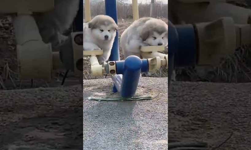 Funniest and Cutest Puppies, Funny Puppy Video 2022 Ep88