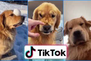 Funniest and Cutest Puppies of TikTok ~ Try not to Laugh ~ Golden Retriever  TikTok Compilation ! #1
