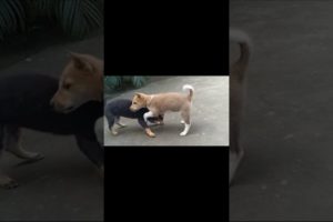 Funniest and cutest puppies | puppies shorts video | puppies funny video #shorts #funnyvideo