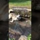 Funny Dogs of TikTok Compilation ~ Cutest Puppies 😭🥰
