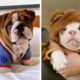 Funny and Cute English Bulldog Puppies Compilation #1 - Cutest English Bulldog 2022