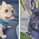Funny and Cute French Bulldog Puppies Compilation - Cutest French Bulldog #42