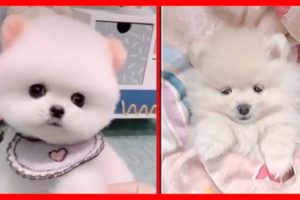 Funny and Cute Pomeranian Videos / Cutest Puppies 🐶