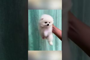 Funny and Cute Pomeranian #cutest puppies #Cute_Babe #Cute #cutest #dog #Pemeranian #7 #shorts