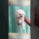 Funny and Cute Pomeranian #cutest puppies #Cute_Babe #Cute #cutest #dog #Pemeranian #7 #shorts