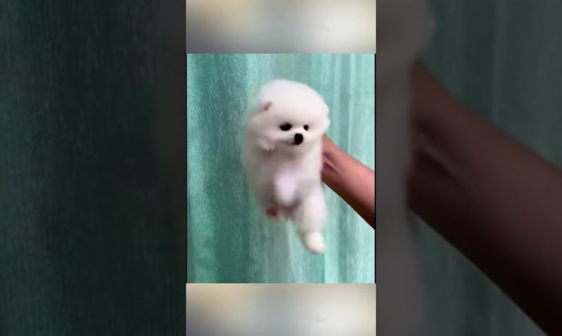 Funny and Cute Pomeranian #cutest puppies #Cute_Babe #Cute #cutest #dog #Pemeranian #7 #shorts