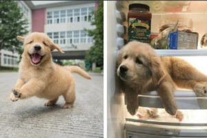 Funny and Cute golden retriever Puppies Compilation #1- Cutest Golden Puppy 2022