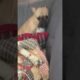 Funny and Cutest Puppies Videos #125 #shorts