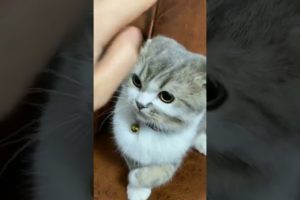 Funny cat shorts 🐈 😻/ cute kittens / kitten meowing / funny kittens / cute animals / #shorts