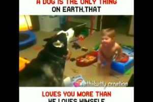 Funny video dog vs small boy more #shorts