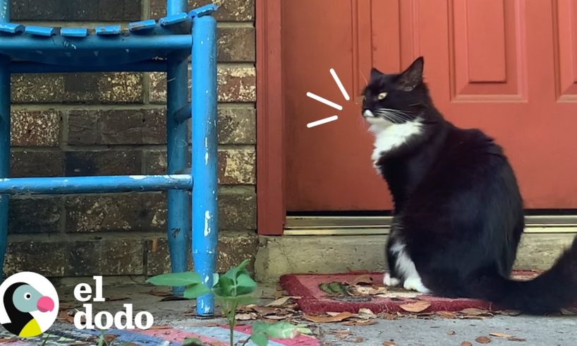 Gatita callejera pide entrar a la casa de esta mujer para tener a sus bebés I El Dodo