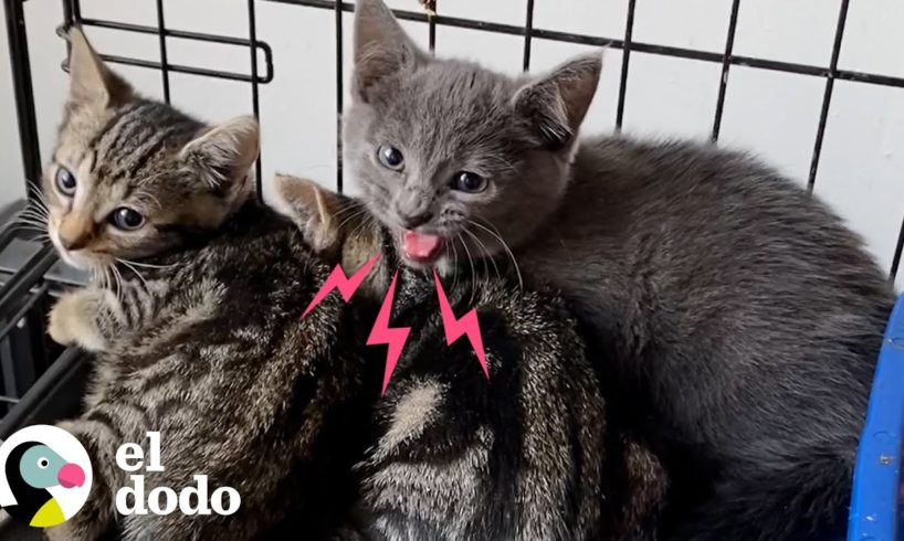 Gatita picante no dejaba de sisear, hasta que la pusieron en un purrito | ¡Adóptame! | El Dodo