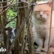 Gato abandonado cuando su familia se muda es rescatado 6 años después | ¡Adóptame! | El Dodo