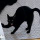 Gato juzga hilarantemente los hábitos de cuarentena de su mamá | Cat Crazy | El Dodo
