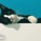 Gato leal siempre espera pacientemente mientras su papá se baña | El Dodo