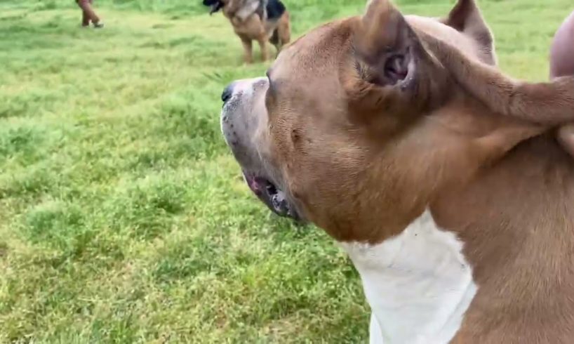 German Shephard vs pitbull real fight to death 2021 | top 2021 animal fights