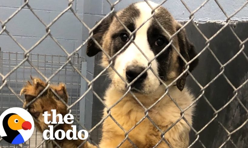 Giant Dog Who Lived In A Crate For 6 Years Freaks Out Over Her First Cheeseburger | The Dodo