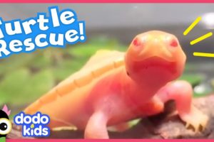 Guy Adopts A Tiny Turtle With A Hole Over Her Heart | Animal Videos For Kids | Dodo Kids