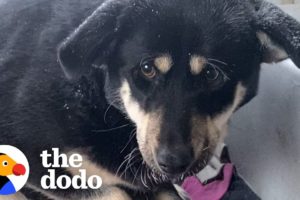 Guy Rescues Dog From A Van Covered In Snow | The Dodo