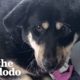 Guy Rescues Dog From A Van Covered In Snow | The Dodo