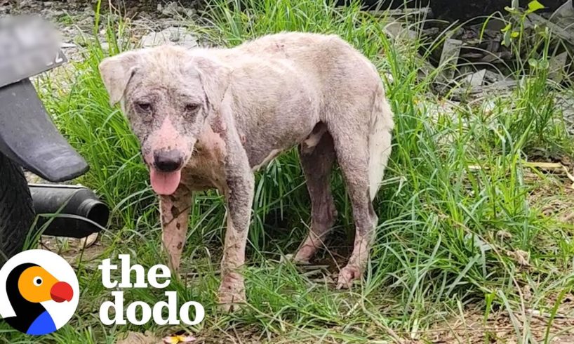 Hairless Dog Found By Gas Station Becomes Giant Fluffy Teddy Bear | The Dodo