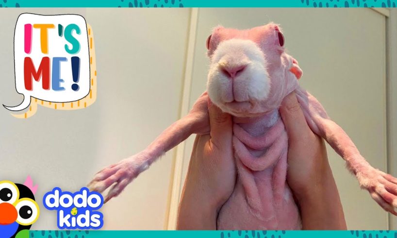 Hairless Rabbit Has A Hundred Cozy Sweaters To Show You | It’s Me! | Dodo Kids