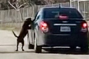 Heart-breaking Video Shows Poor Dog Chasing After Owner's Car After Being Cruelly Abandoned At A Par