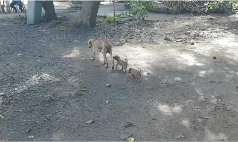 Heartbreaking story of a sick mom dog given everything to her puppies and ready to end on the street