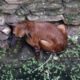 Heartwarming rescue of dog fallen in well - watch when she sees her rescuer.