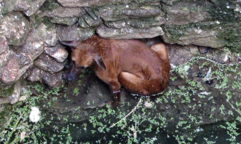 Heartwarming rescue of dog fallen in well - watch when she sees her rescuer.