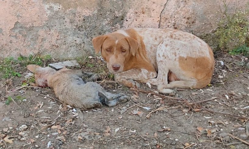Her puppy was dying, desperate mother needed help to save his life...