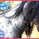 Hero Saves Herd Of Wild Horses Chased By A Helicopter! | Dodo Kids | Rescued!