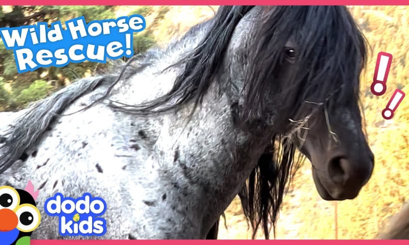 Hero Saves Herd Of Wild Horses Chased By A Helicopter! | Dodo Kids | Rescued!