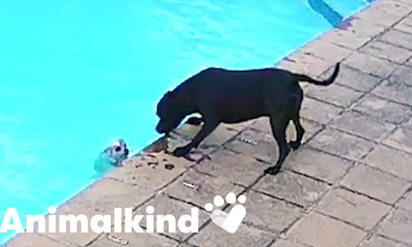 Hero dog rescues pup from drowning | Animalkind