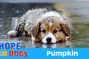 Hope For Paws Rescue Dog Named Pumpkin in The Rain