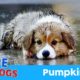 Hope For Paws Rescue Dog Named Pumpkin in The Rain