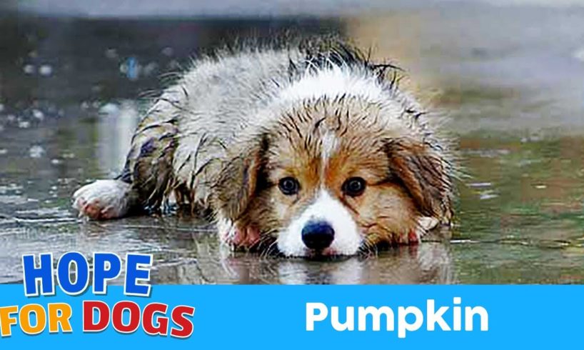 Hope For Paws Rescue Dog Named Pumpkin in The Rain