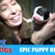 Hope For Paws Rescue Puppies Struggling and Crying For Moma Featuring Detroit Pit Crew Dog Rescue
