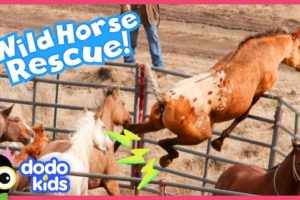 Horse Jumps Over Fence To Escape With His Family | Rescued! | Dodo Kids