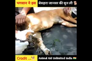 How to rescue animal shorts video? 😭#shorts #india #humanity rescue team