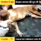 How to rescue animal shorts video? 😭#shorts #india #humanity rescue team
