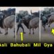 Human Vs Animals Fights | Human Fight With Animal Fights | Animal Vs Human Fails, Human Vs Animal
