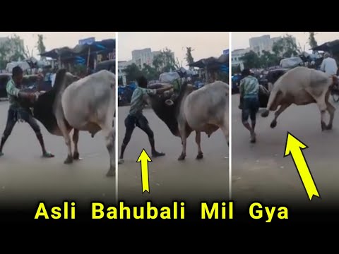 Human Vs Animals Fights | Human Fight With Animal Fights | Animal Vs Human Fails, Human Vs Animal